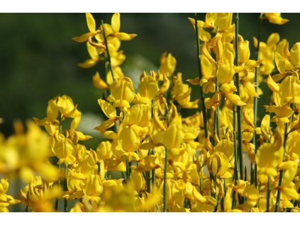 john silver broom 1703873 1280