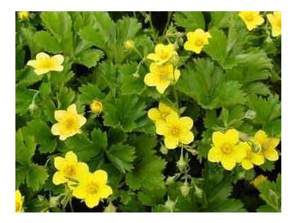 Mochnička trojčetná