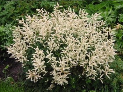 Udatna dvoudomá - Aruncus aethusifolius