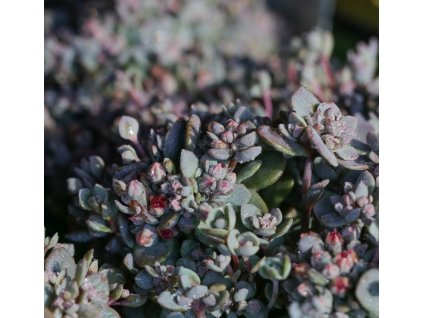 Rozchodník SunSparkler® 'Blue Elf'