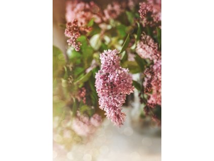 syringa 4314396 1280