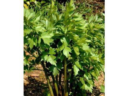 Libeček lékařský - sazenice