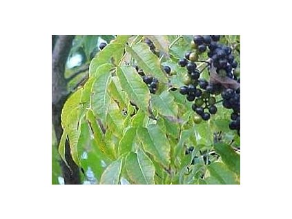 Korkovník amurský, vel. cca 80cm, K