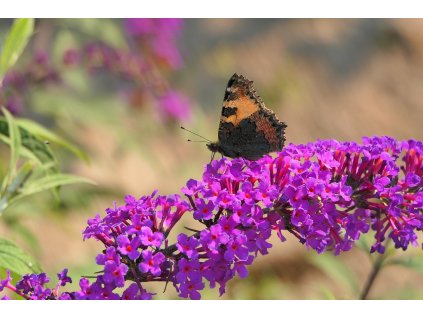 butterfly 7387832 1280