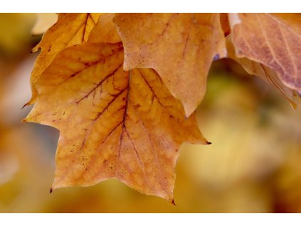 nennieinszweidrei tulip tree 8371792 1280