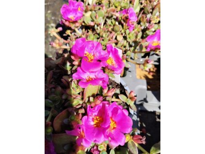 Šrucha velkokvětá - PAZZAZ NANO PURPLE