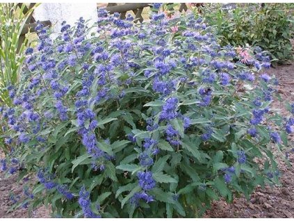 Ořechokřídlec klandonský ´Ferndown´