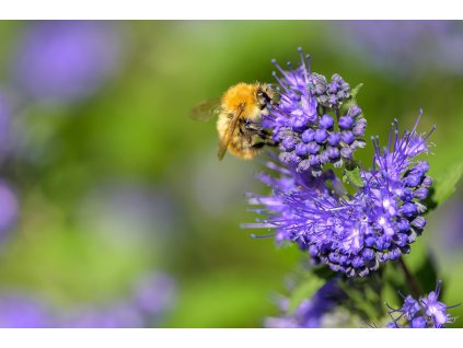 bumblebee 8325983 1280