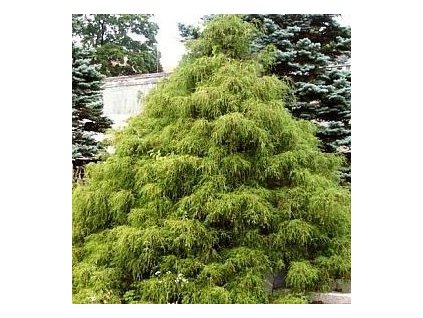 Cypřišek hrachonosný Filifera Nana