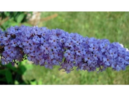 Komule davidova ORCHID BEAUTY