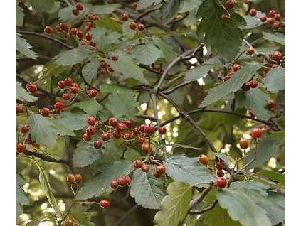 Jeřáb prostřední, 100-125cm, K3