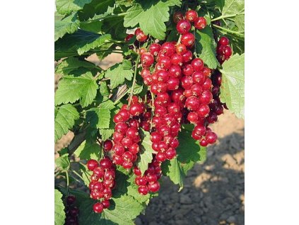 Rybíz červený DETVAN - stromkový