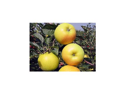 Jabloň GOLD BOHEMIA - M26