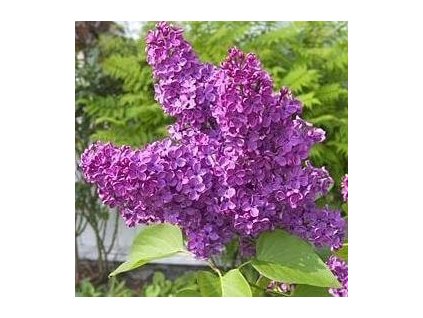 Šeřík obecný CHARLES JOLY