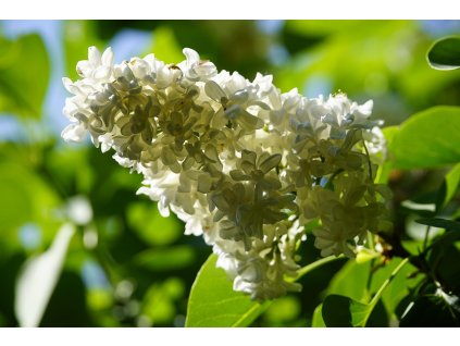 syringa 5107807 1280