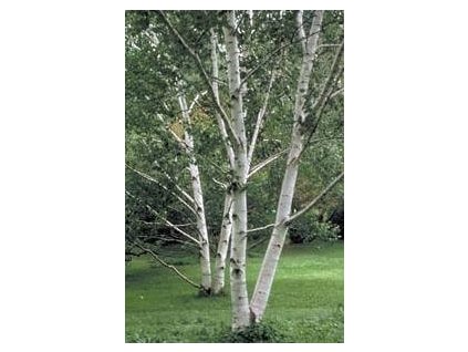 Bříza papírovitá