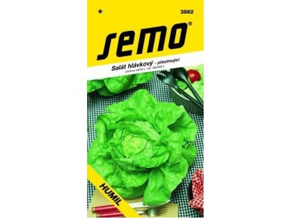 Salát hlávkový - HUMIL (ozimý)