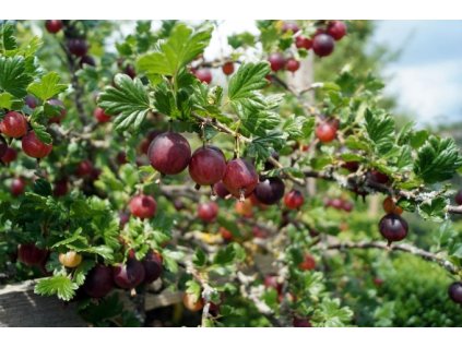 Angrešt CAPTIVATOR - keř