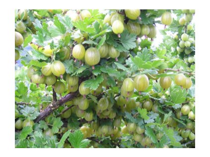 Angrešt ČESKÁ KORUNA - stromkový