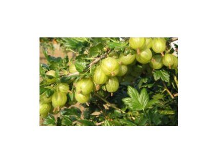 Angrešt RIXANTA - stromkový