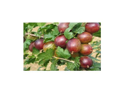 Angrešt REMARKA® - stromkový