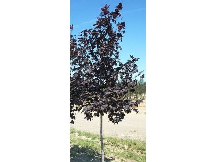 Javor mléč ´ROYAL RED´, 100-125 cm