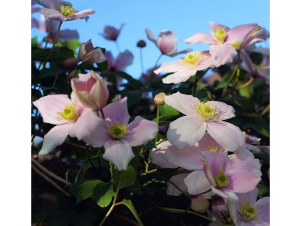 kapa65 clematis 779437 1280