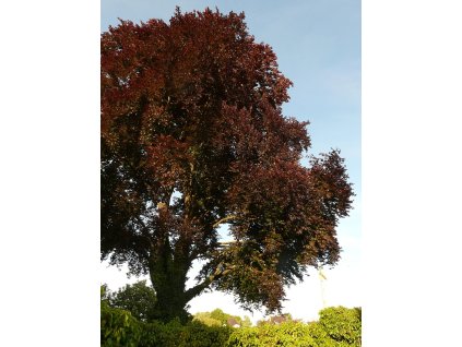 blood beech 55904 1280