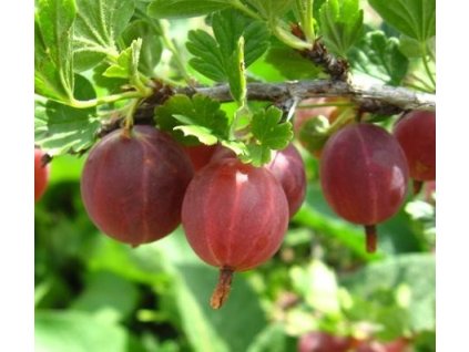 Angrešt HINNONMAEKI ROD - keř