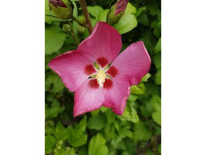 hibiscus 4021898 1280