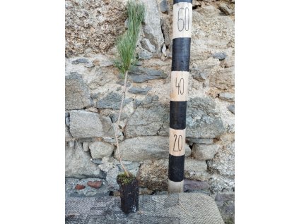 Borovice kleč - 30-60cm, QP