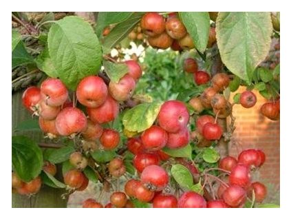 Jabloň okrasná ´Evereste´