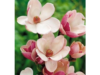 Magnolie- Šácholan SATISFACTION