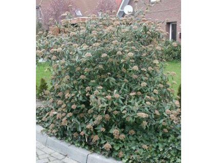 Kalina pražská, K2-2,5