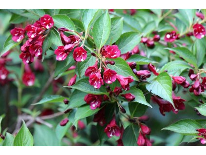 weigela 2117823 1280