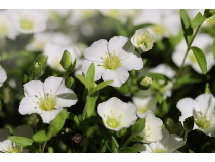 mountain chickweed 7204951 1280