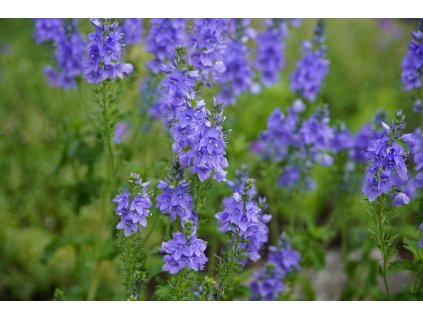 veronica 5187710 1280