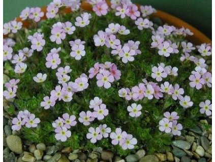 Pochybek netřeskovitý