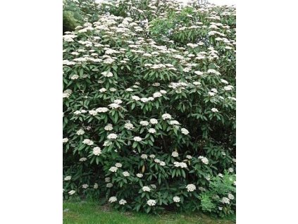 Kalina vrásčitolistá @ K2-2,5