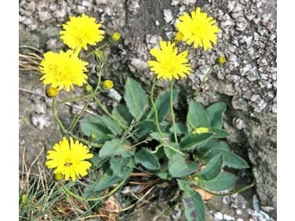 Jestřábník chlupáček