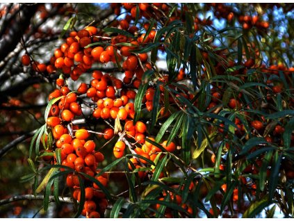 sea buckthorn 984814 1280