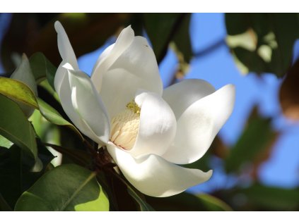 hhach magnolia 2388070 1280