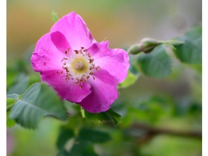 wild rose 775856 1280