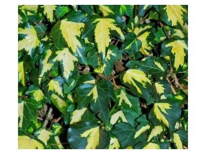 Břečťan popínavý ´Goldheart´