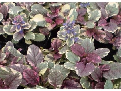 Zběhovec plazivý BURGUNDY GLOW