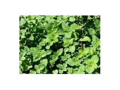 Dobromysl obecná (oregano) MARGERITHA
