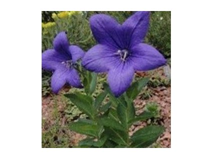 Boubelka velkokvětá ASTRA BLUE