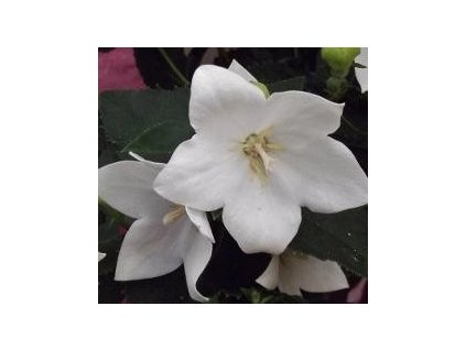 Boubelka velkokvětá ASTRA WHITE