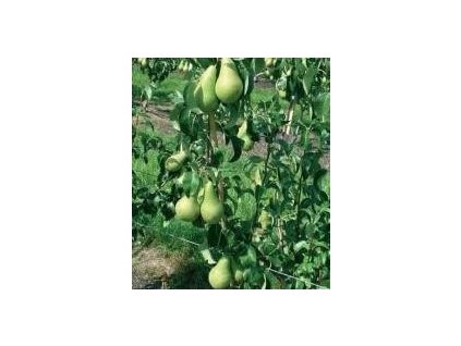 Hrušeň NOVEMBRA (NOJABRSKAJA) - Kd.