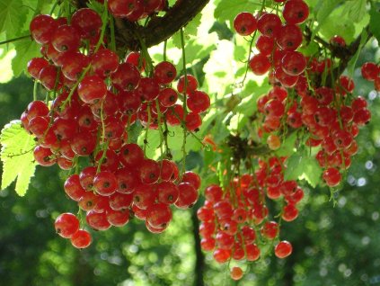 red currant 4129 1280
